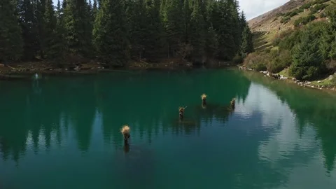 Mountain lake with former tree trunks underwater Видео 260420409