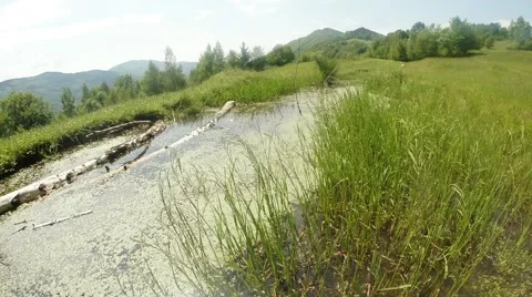 Mountain lake overgrown with grass, fly dragonfly Stock Footage 40580232