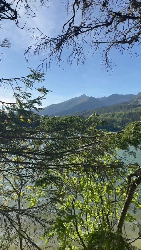 Mountain Lake Pine Branches Stock Footage 342502084