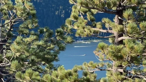 Mountain Lake Seen Through Pine Tree Branches Stock Footage 343009305