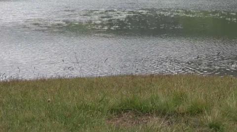Mountain lake, summer day, wind, waveform, flowers on calm water Stock Footage 30938565