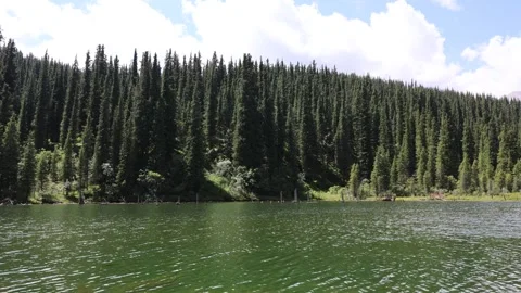 Mountain Lake Surrounded by Schrenk Spruce Forest in the Mountains Stock Footage 346616054