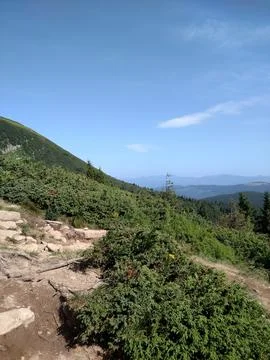 Mountain landscape and forest vertical color photo image Stock Photos