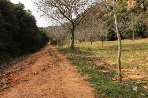 Mountain landscape and path between green vegetation in spring Stock Photos