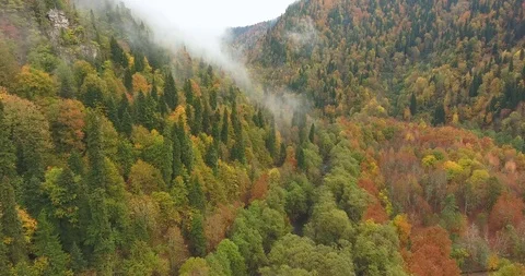 Mountain landscape. Autumn trees in the clouds. Aerial Stock Footage 117768015
