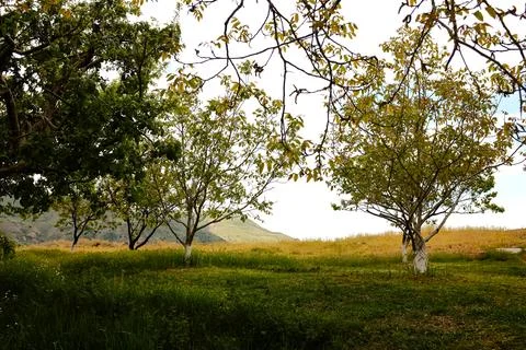 Mountain landscape background, fruit trees in garden at spring Stock Photos