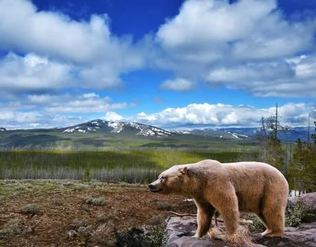Mountain landscape with bear Stock Photos