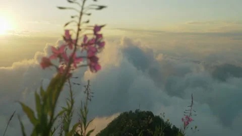 Mountain landscape, beautiful white clouds in the sunset sun and wild flower Stock Footage 135786438