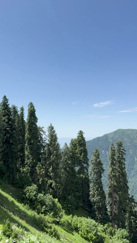 Mountain Landscape Beyond Evergreen Conifer Forest 스톡 동영상 343325545