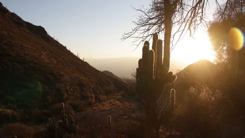 Mountain landscape with cactus at sunset 스톡 동영상 123799528