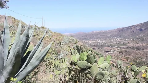 Mountain Landscape With Cactus At Sunset Stock Footage 125431821