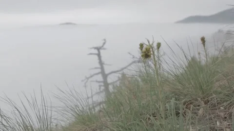 Mountain landscape cloud of mist below the grass close up Stock Footage 51486476