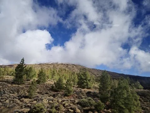 Mountain landscape with clouds and pine trees Stock Photos