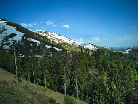 Mountain landscape with coniferous forest and blue sky in summer Stock Photos