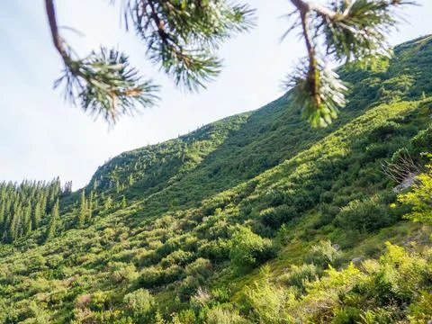 Mountain landscape with coniferous forest Stock Photos
