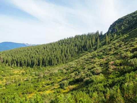Mountain landscape with coniferous forest Stock Photos