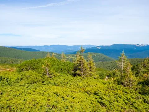 Mountain landscape with coniferous forest Stock Photos