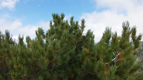 Mountain landscape. Coniferous tree on the top of the mountain Stock Footage 121896965