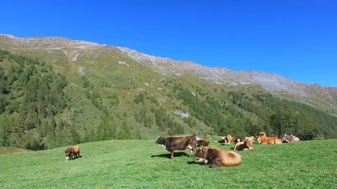 Mountain landscape, cows in a field Video stock 95667859