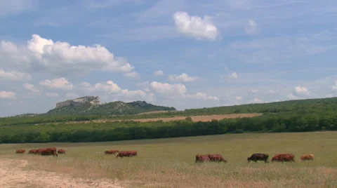Mountain landscape with cows Stock Footage 30549341
