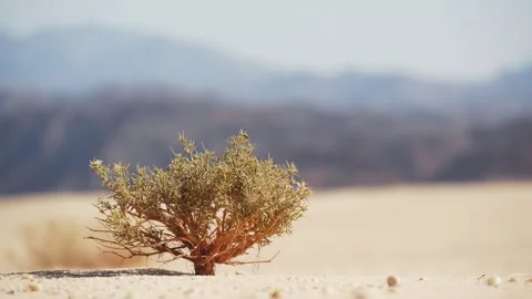 Mountain Landscape in Desert Area With Poor Vegetation Stock Footage 243940698