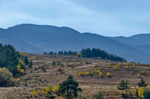 Mountain landscape with differently trees in venerable autumnal forest Stock Photos