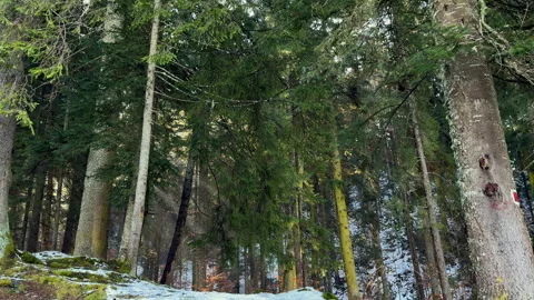 Mountain landscape during winter Stock-Footage 307673804