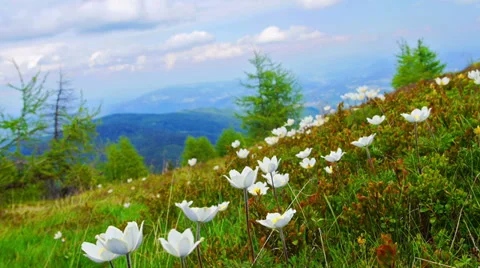 Mountain landscape with edelweisses. 스톡 동영상 28114324