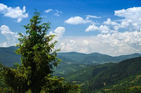Mountain landscape with evergreen tree. Stock Photos