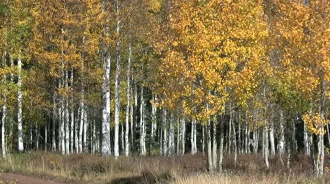 Mountain Landscape in Fall Stock-Footage 12569839