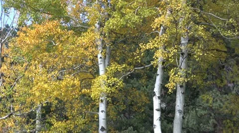 Mountain Landscape in Fall Stock-Footage 12574752