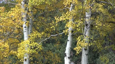 Mountain Landscape in Fall Stockbeeldmateriaal 12575104