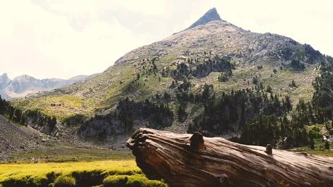 Mountain Landscape with Fallen Tree in Foreground Stock Photos