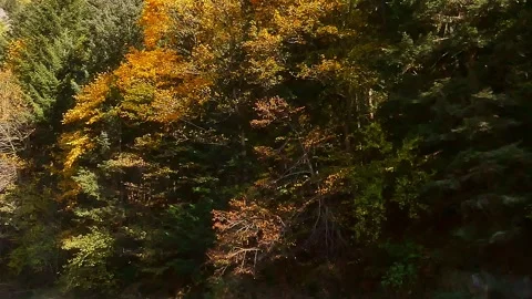 Mountain landscape featuring autumn-colored trees along Dunajec river gorge 스톡 동영상 288344966