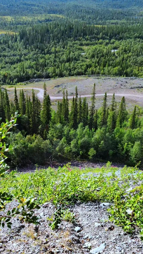 Mountain landscape with fir forest. Forest background. Video stock 294101478