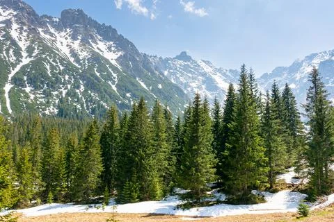 Mountain landscape with forest and distant peaks Stock Photos