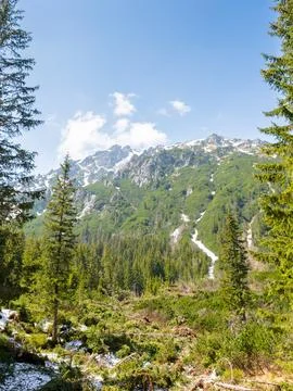 Mountain landscape with forest and distant peaks Stock Photos