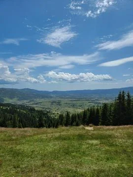 Mountain landscape. Forest and path. Tall christmas tree Stock Photos