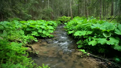 Mountain landscape with forest river, real time, hd. ProRes 422 HQ. 库存影片 236388921