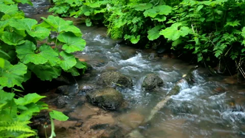 Mountain landscape with forest river, real time, close up, hd. ProRes 422 HQ. Stock Footage 236389096