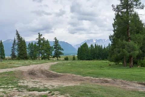 Mountain landscape with grass, trees and road. Altai, Russia Stock Photos