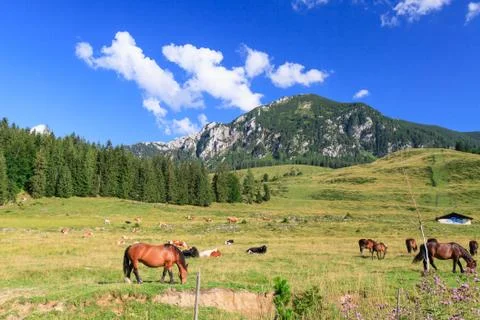 Mountain landscape with grazing animals. Stock Photos