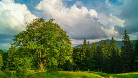 Mountain Landscape with a with a Lonely Tree Vidéo 103830600