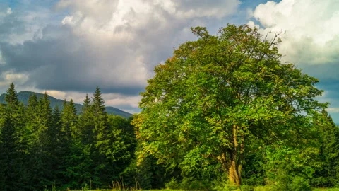 Mountain Landscape with a with a Lonely Tree Stock Footage 105433864
