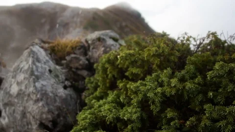 Mountain landscape with low-growing thickets of pine in foreground, tops and Vídeos de archivo 69965797