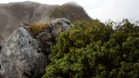 Mountain landscape with low-growing thickets of pine in foreground, tops and Stock Footage 70697199