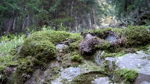 Mountain landscape. Moss on rock with pine trees background. Forest. 库存影片 165732117