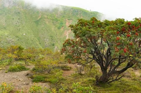 Mountain landscape with mountain ash tree with bright red berries on fog Stock Photos