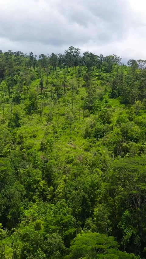 Mountain landscape with mountain peaks covered with forest. Stock Footage 252406900