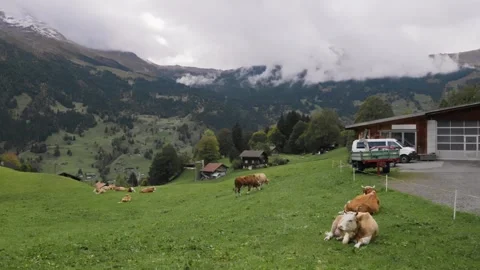 Mountain landscape. Mountainous terrain. Cows resting on grass lying down. Farm Video stock 263294197